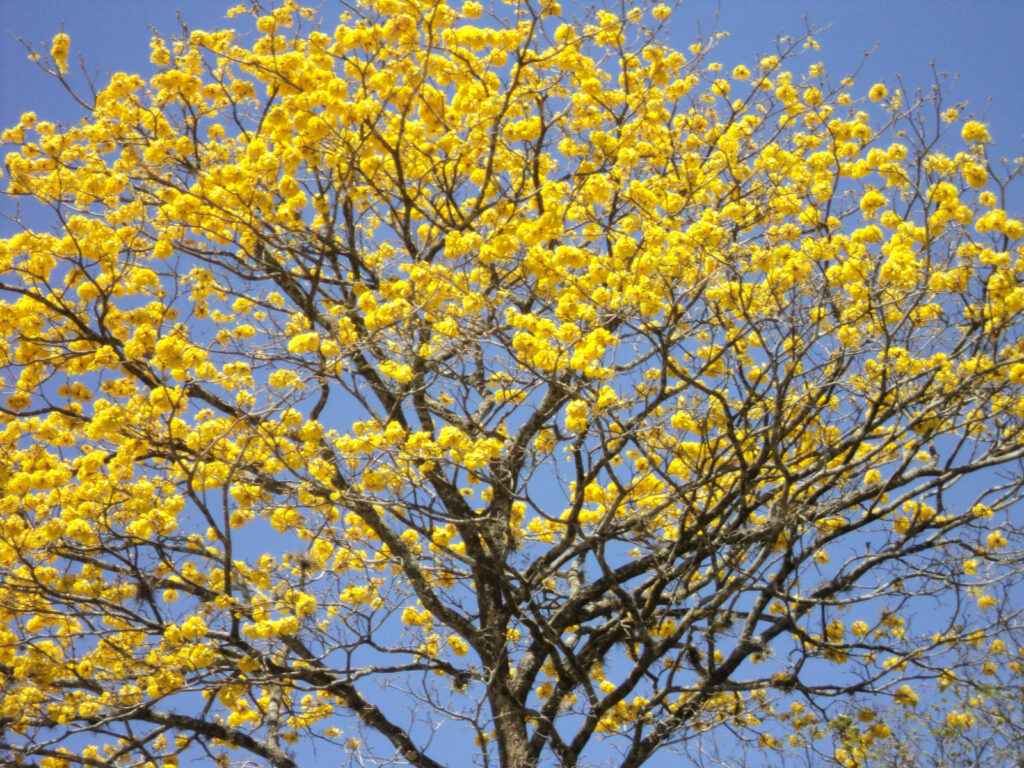 Beautiful tree with yellow flowers in Papagayo Costa Rica