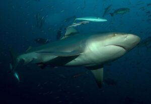 Bull Shark at bat island Costa Rica Gulf of Papagayo