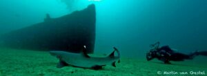 Diver near shipwreck and a shark