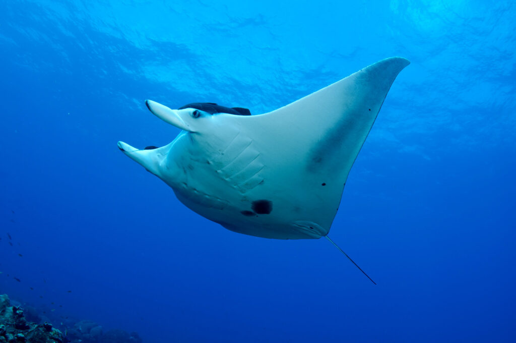 Giant Manta Ray Large manta ray