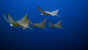 Large manta rays