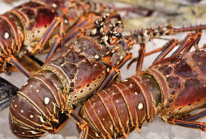 Lobster Costa Rica