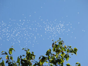White Moths