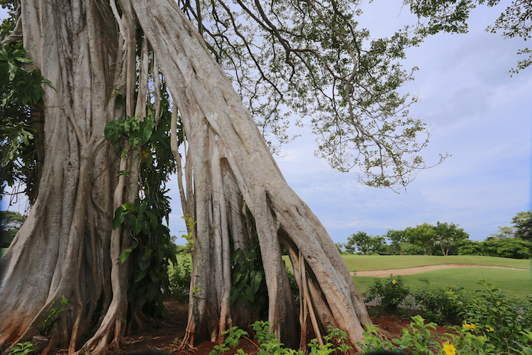 Ancient tree at Hacienda Pinilla Golf Course in Costa Rica