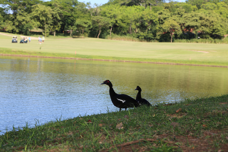 Reserva Conchal Golf Course