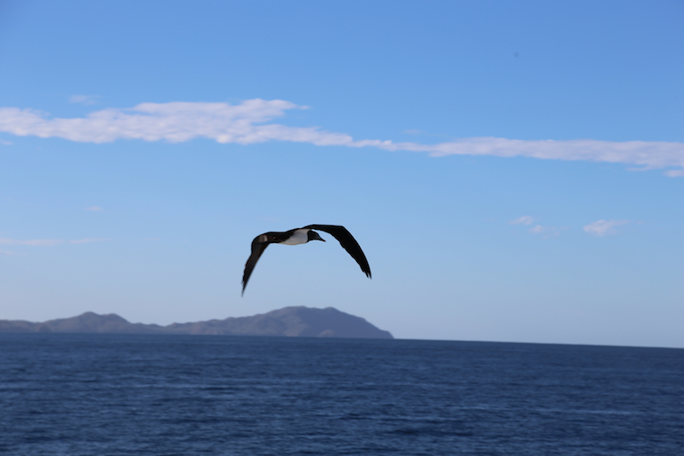 Solitary gull off the Pacific coast of Costa Rica