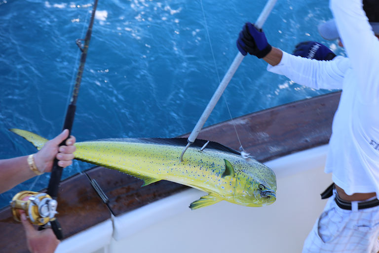 Pulling a Mahi Mahi on board