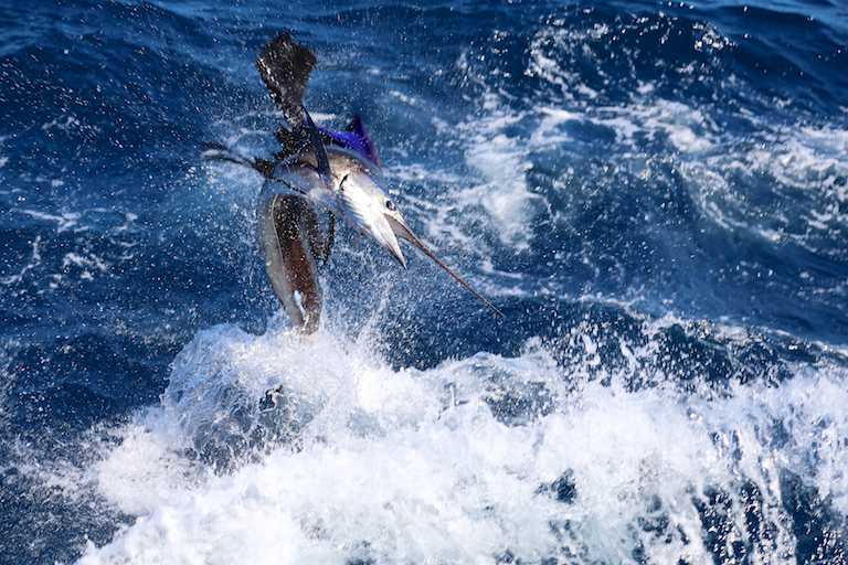 Sail fish leaps from the water off the coast of Costa Rica
