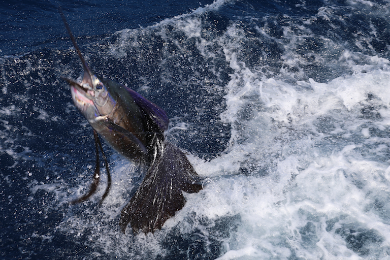 Sail fish off Playas del Coco