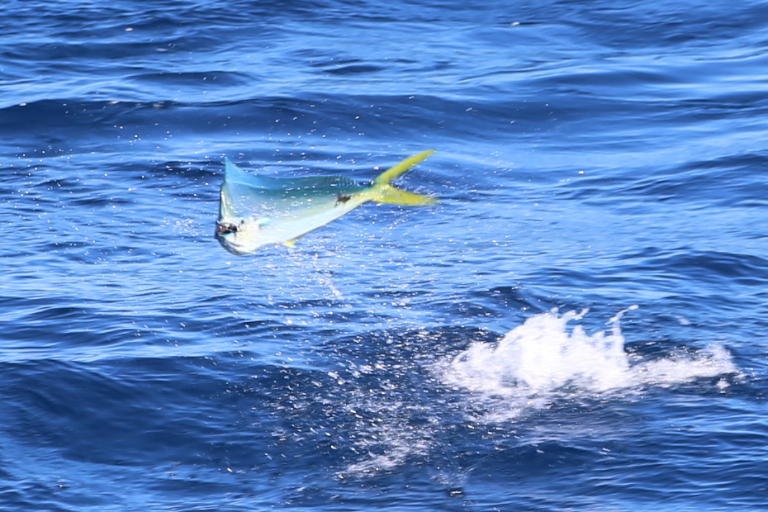 Turquoise Mahi Mahi leaps out of the water