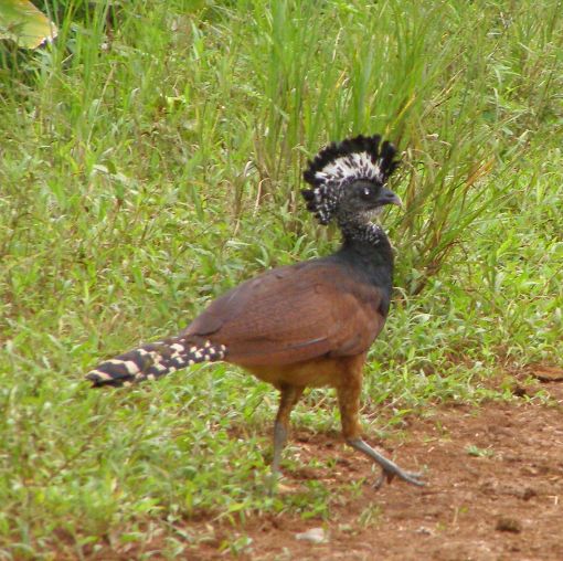 Costa Rica Wild Turkey