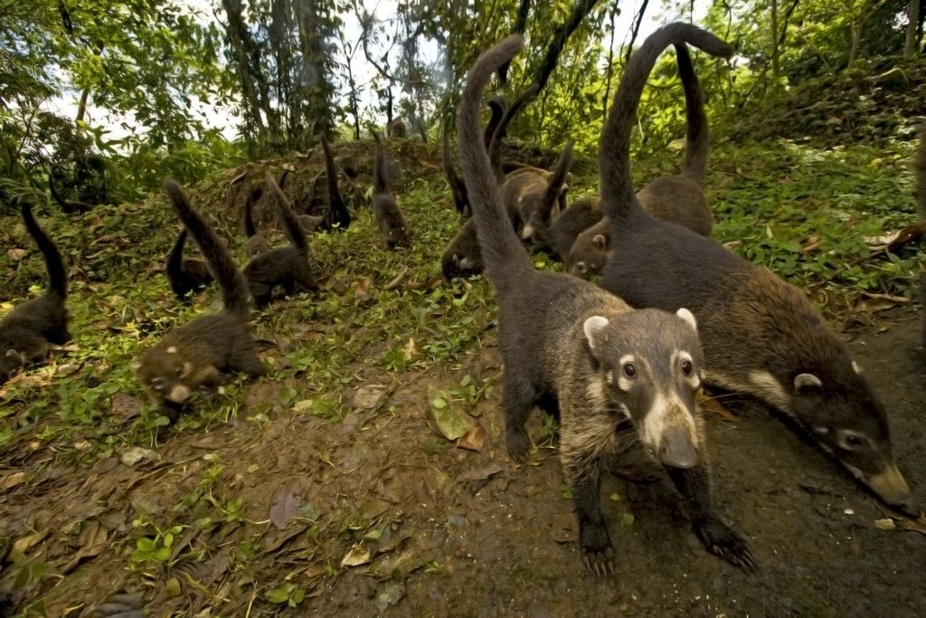 Pizotes are Costa Rica animals