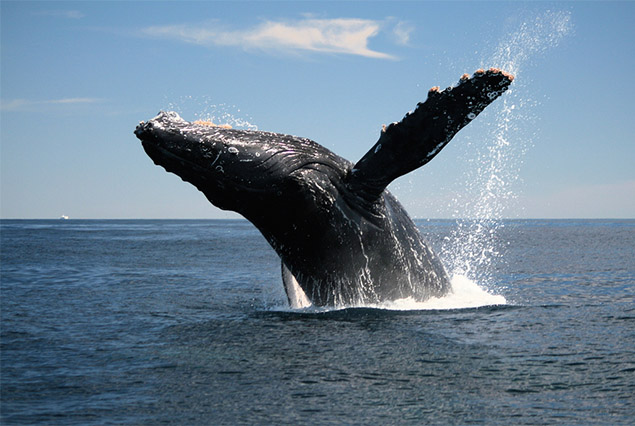 Whale Breaching Costa Rica
