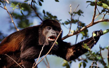 howler monkey