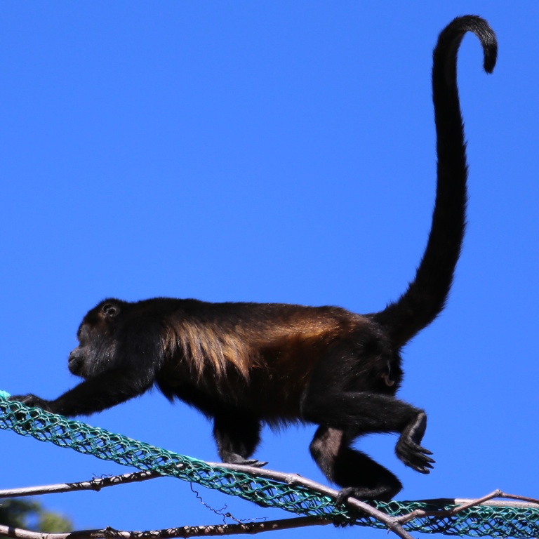 monkey (2)