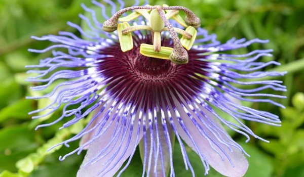 flower-54743_640-600x350