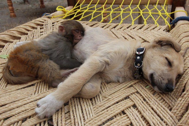 monkey 3