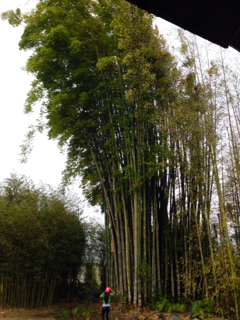 photo 3 (2)