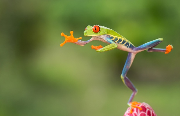 Red Eyed Tree Frog
