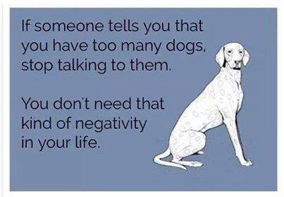 dogs