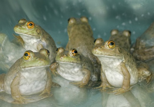 Costa Rica frogs