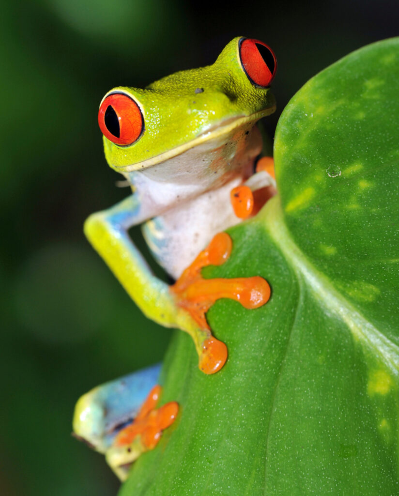 tree frog costa rica