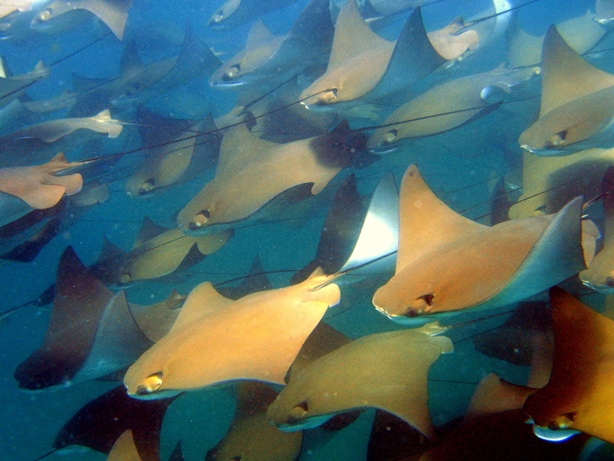expats in Costa Rica diving with Golden Rays