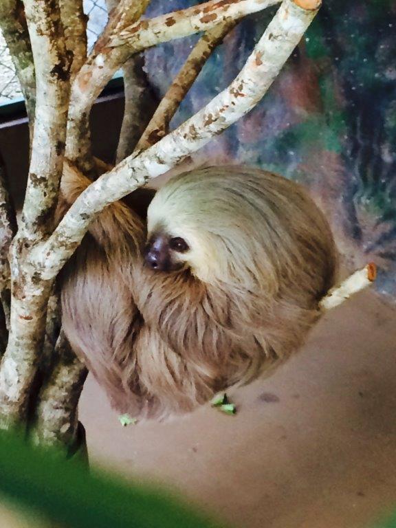 Sloth