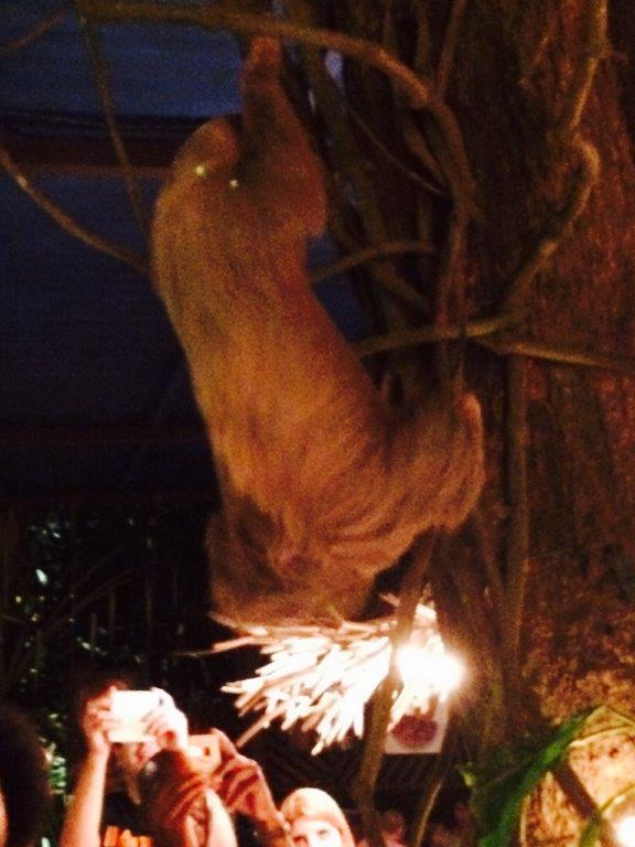 Sloth