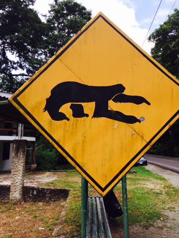 Sloth Crossing