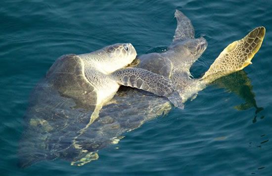 turtles-mating