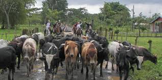 Cows crossing road