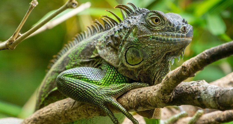 iguana Costa Rica