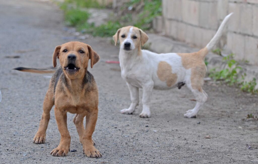 Street Dogs