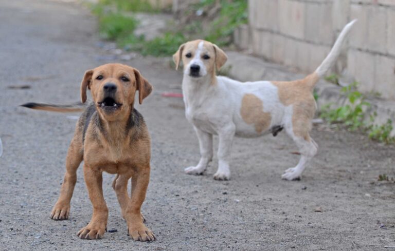 Leave No Pets Behind Costa Rica