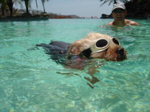 Pets in Costa Rica Can I bring Pets to Costa Rica