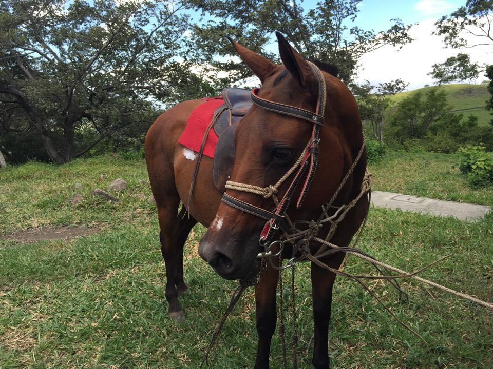 Borinquen Horses
