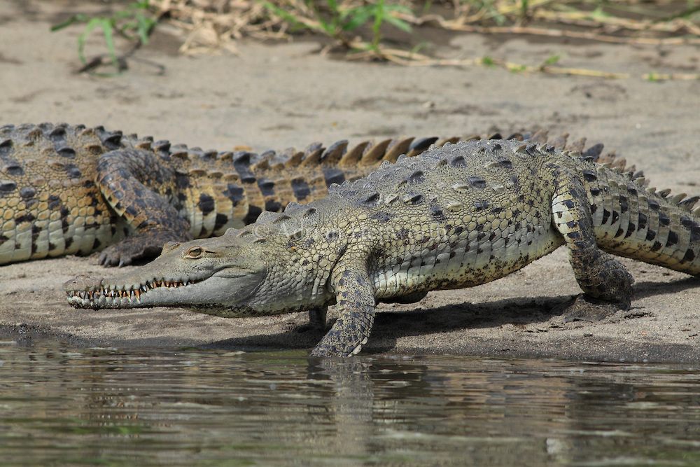 crocodile-rock
