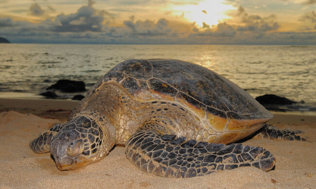 turtle on the beach 97