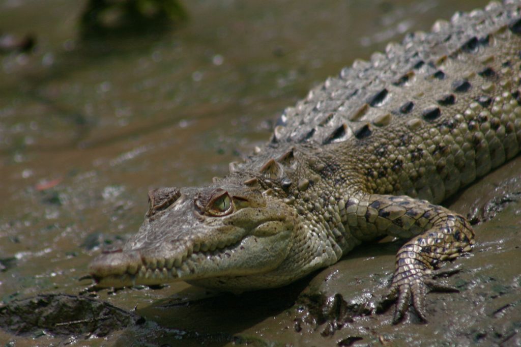 Costa Rica Crocodile