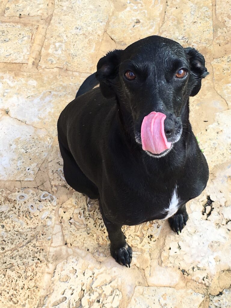It's a dog's life in Costa Rica