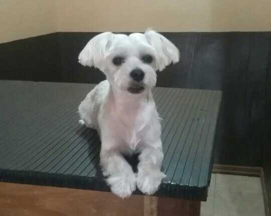 dog groomers in costa rica