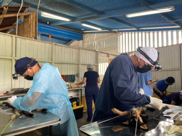 Pet Castration Clinic Needs Our Help