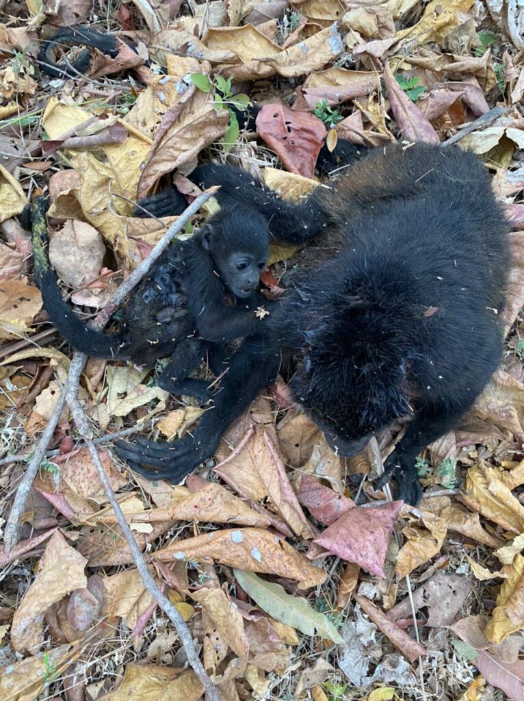 Deceased female monkey and her baby