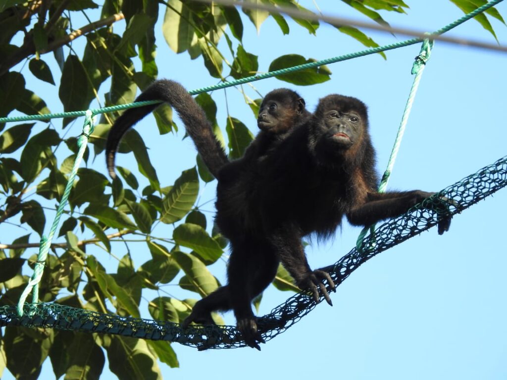 Mother and Baby Monkey on Crossover Bridge